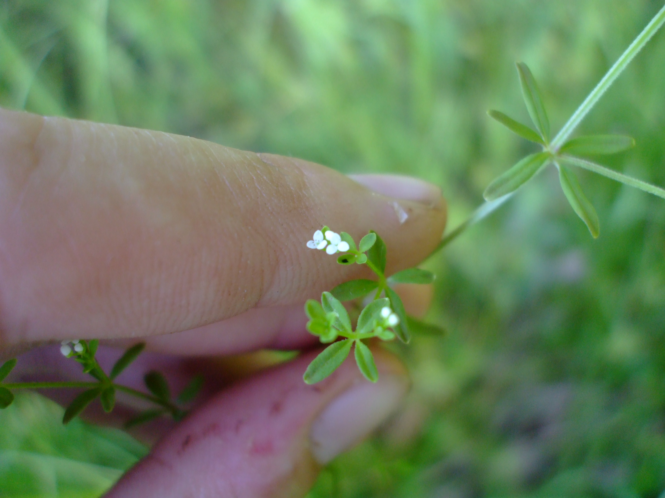 Galium tinctorium